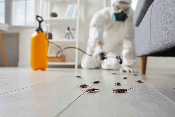 Commercial Rodent Management in Universal City